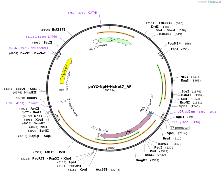 148741-plasmid-map-sequence-id-502715