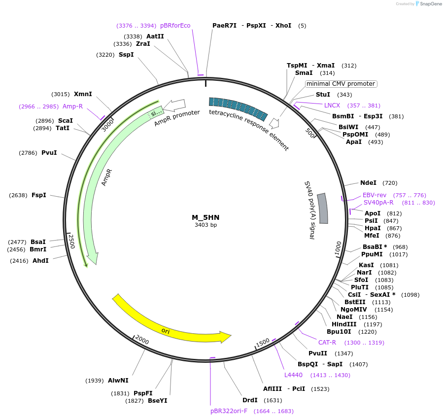 249755-plasmid-map-sequence-id-502717