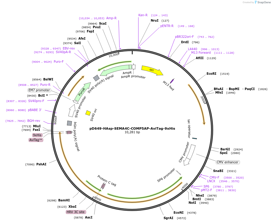 157499-plasmid-map-sequence-id-502726
