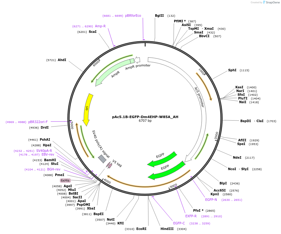 148917-plasmid-map-sequence-id-502729