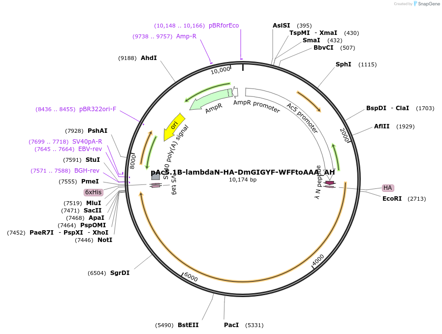 148939-plasmid-map-sequence-id-502730