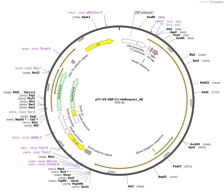 148637-plasmid-map-sequence-id-502751