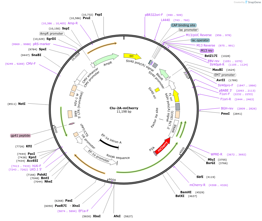 251158-plasmid-map-sequence-id-502757