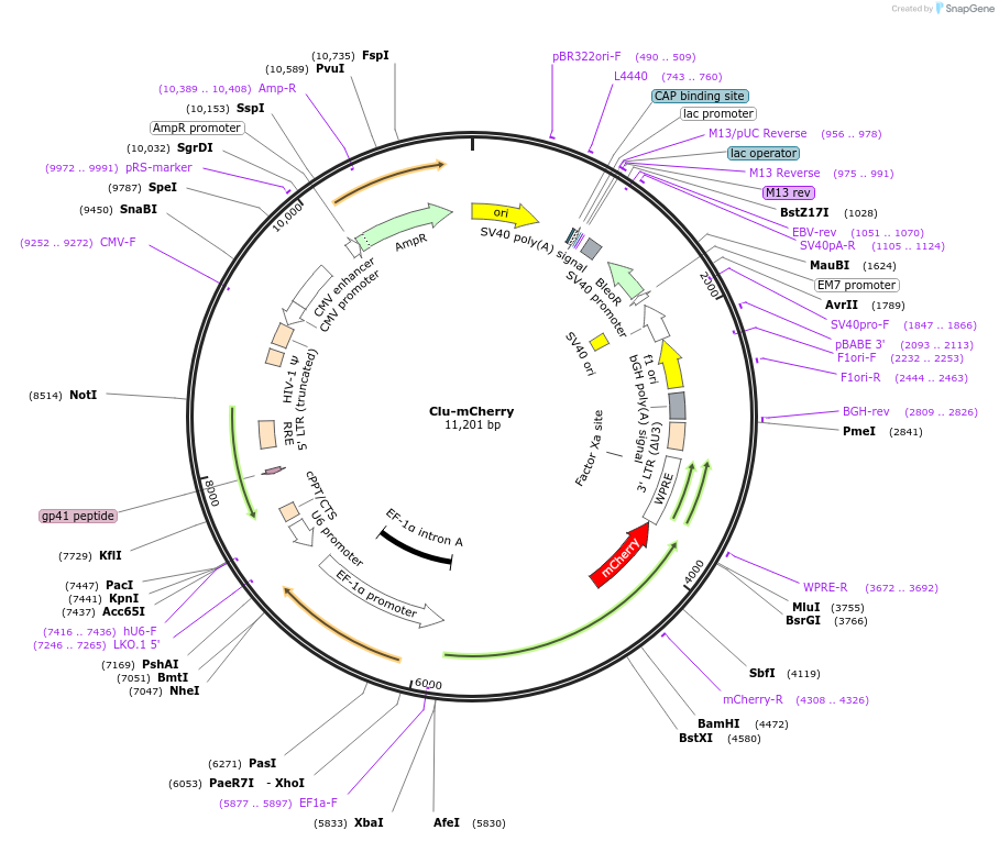 251170-plasmid-map-sequence-id-502758
