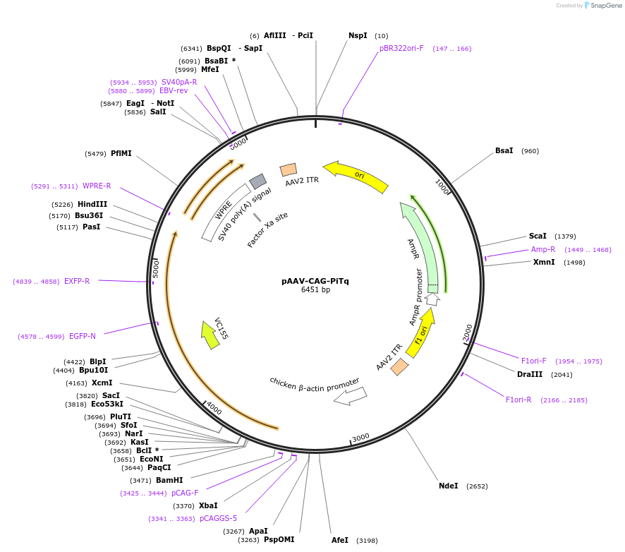 248769-plasmid-map-sequence-id-502811