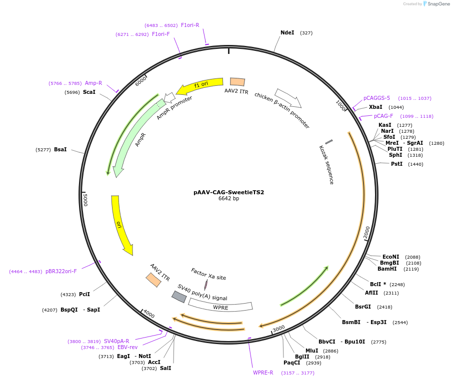 252286-plasmid-map-sequence-id-502813