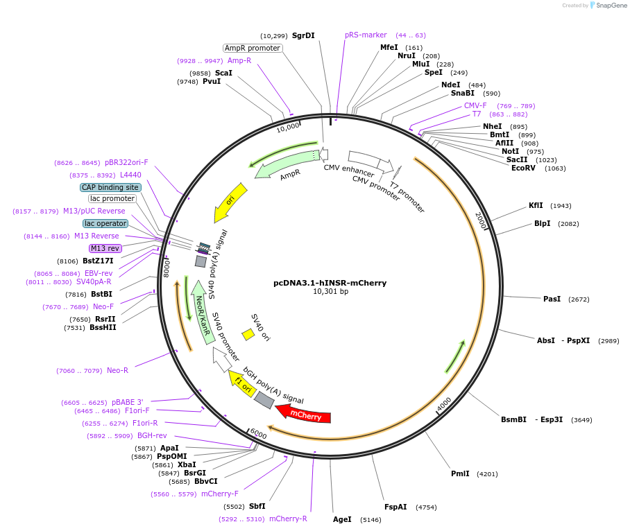 250323-plasmid-map-sequence-id-502818