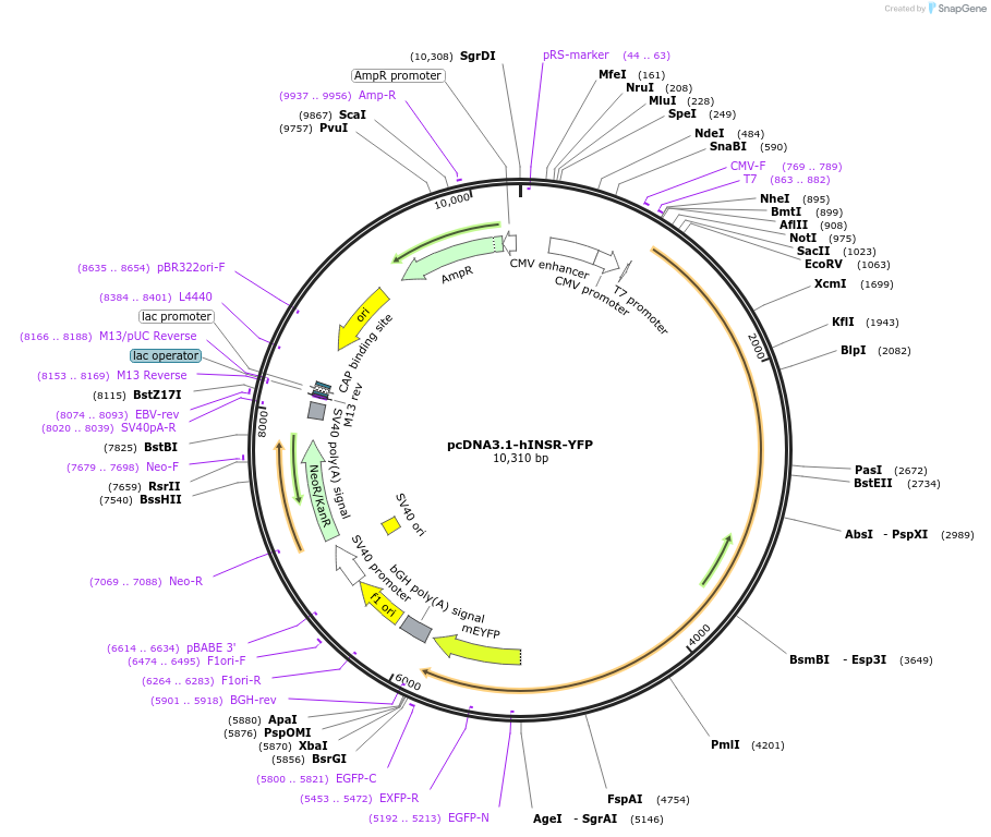 250324-plasmid-map-sequence-id-502820