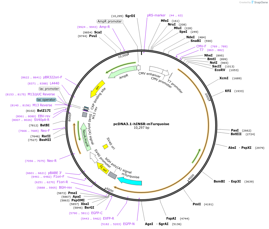 250325-plasmid-map-sequence-id-502824