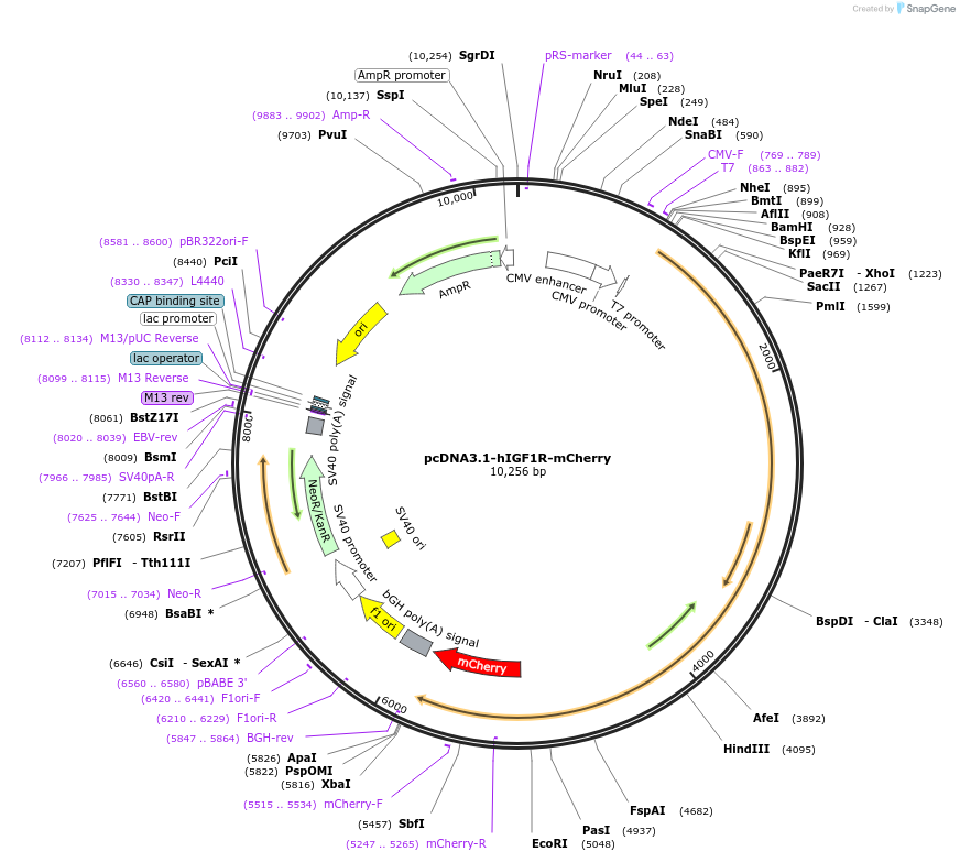 250328-plasmid-map-sequence-id-502834