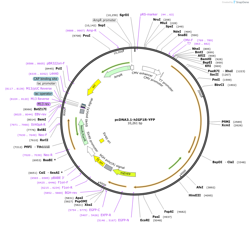 250329-plasmid-map-sequence-id-502838