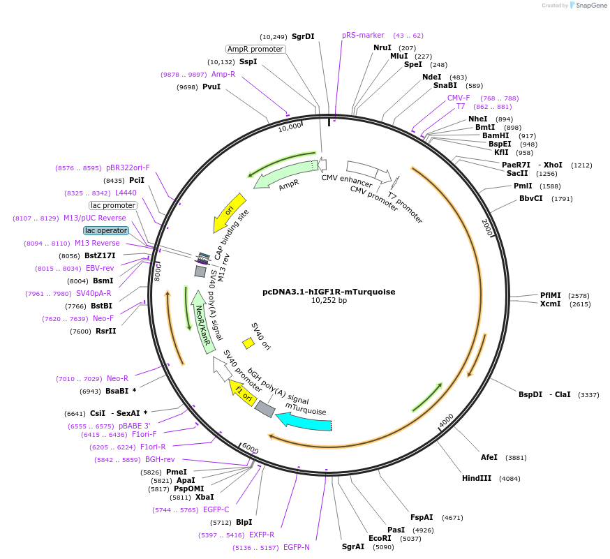 250330-plasmid-map-sequence-id-502840