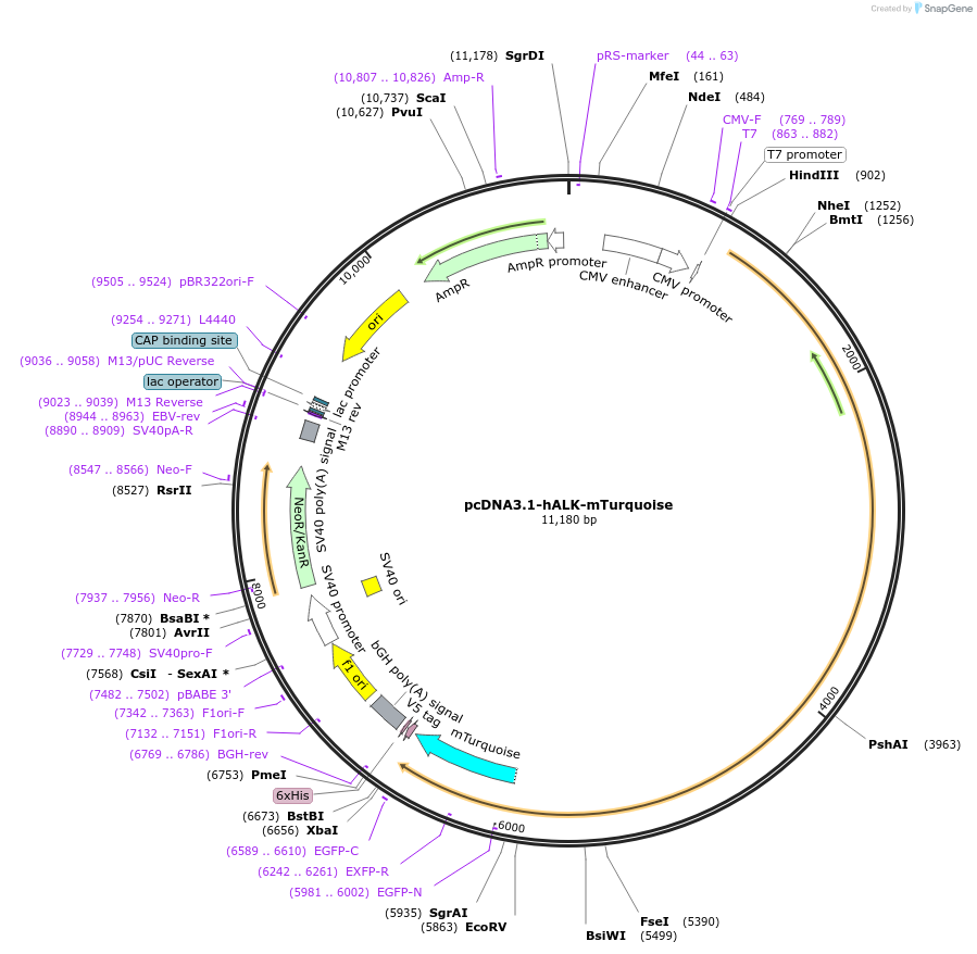250337-plasmid-map-sequence-id-502866