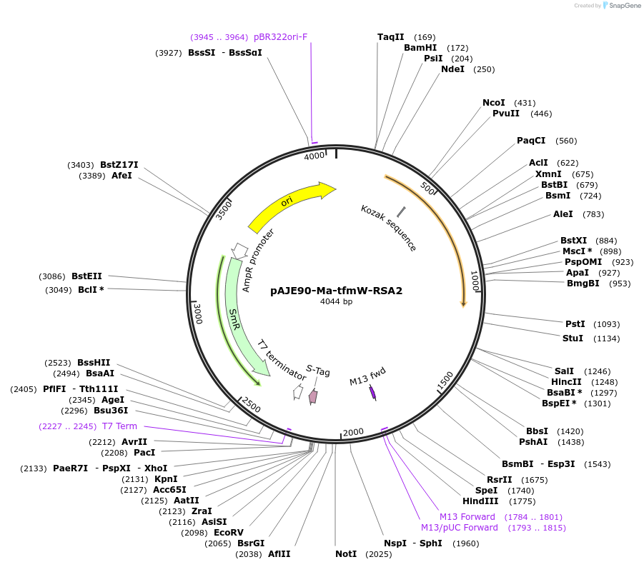 251520-plasmid-map-sequence-id-502867