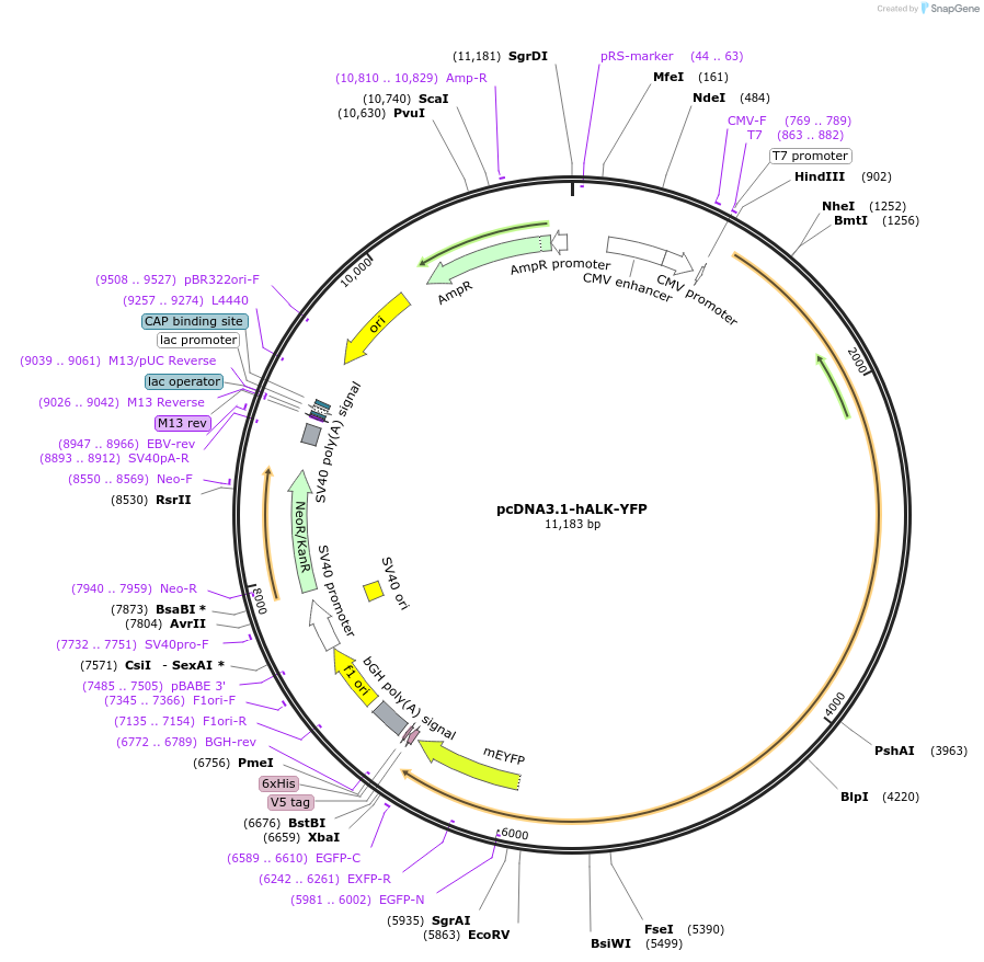 250338-plasmid-map-sequence-id-502869