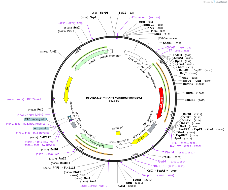 252343-plasmid-map-sequence-id-502871