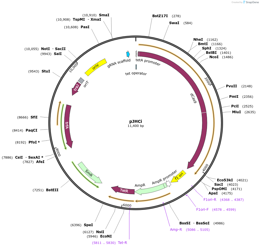 251729-plasmid-map-sequence-id-502901