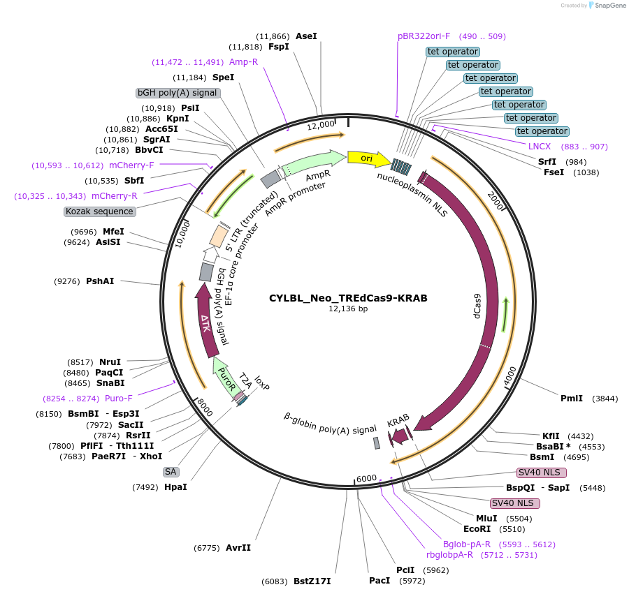 251231-plasmid-map-sequence-id-502941