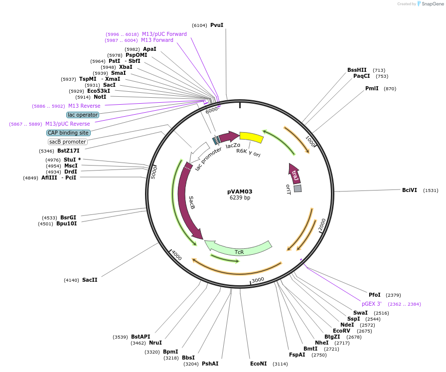 251701-plasmid-map-sequence-id-502947