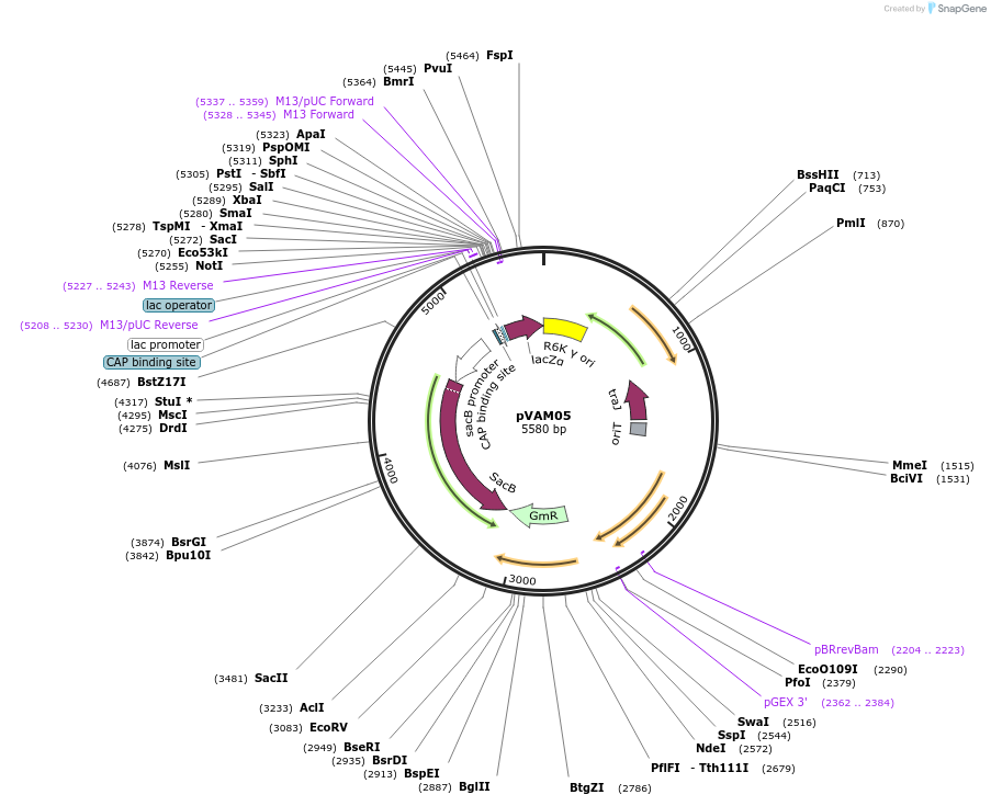252056-plasmid-map-sequence-id-502955