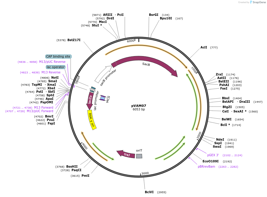 252057-plasmid-map-sequence-id-502957