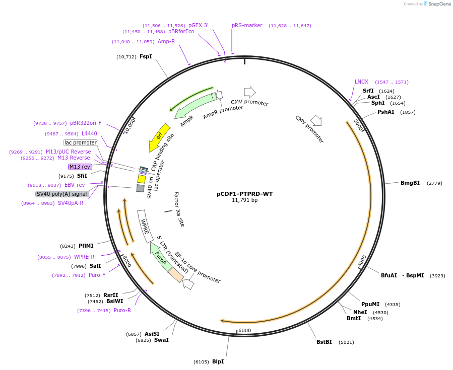25642-plasmid-map-sequence-id-502972