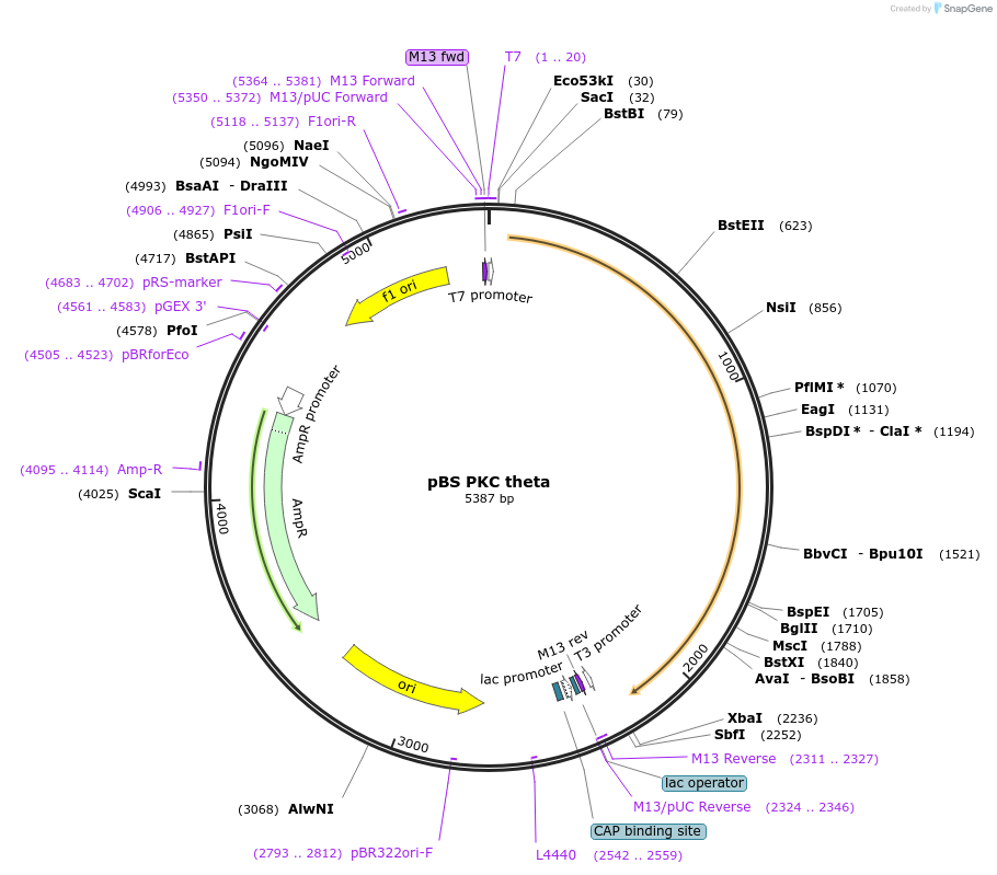 8426-plasmid-map-sequence-id-502983