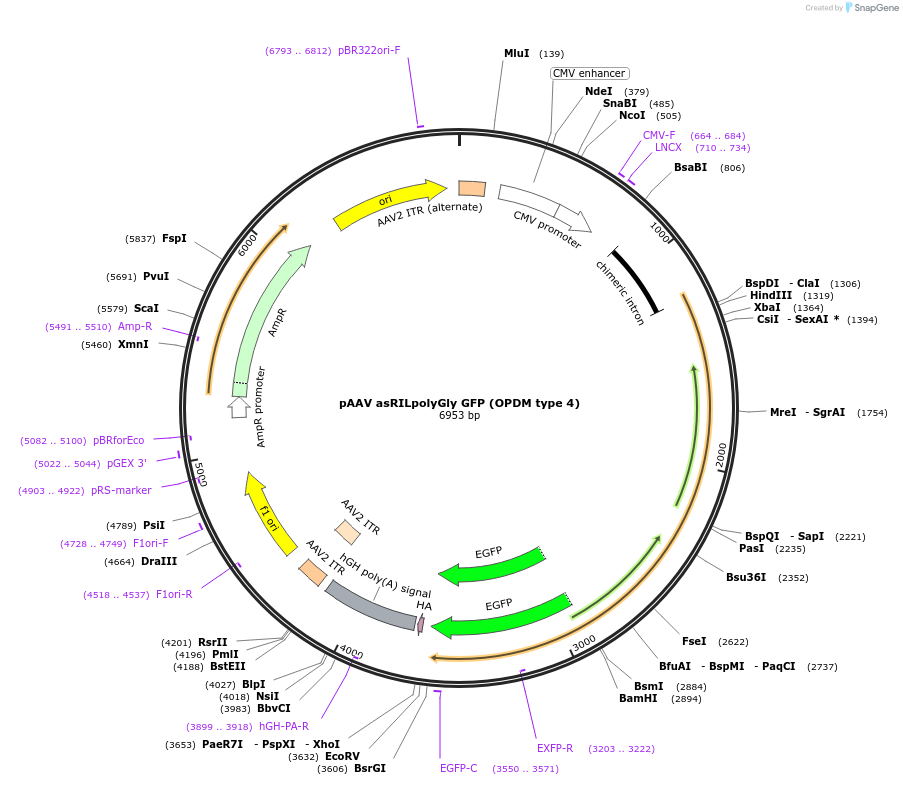 250411-plasmid-map-sequence-id-503001