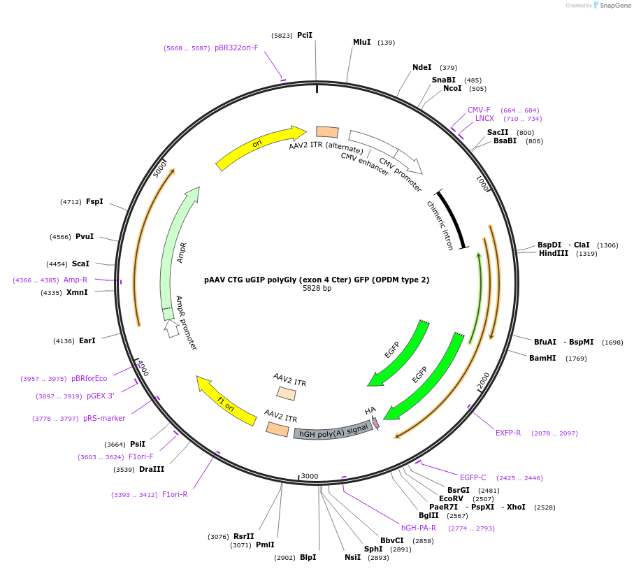 250410-plasmid-map-sequence-id-503002