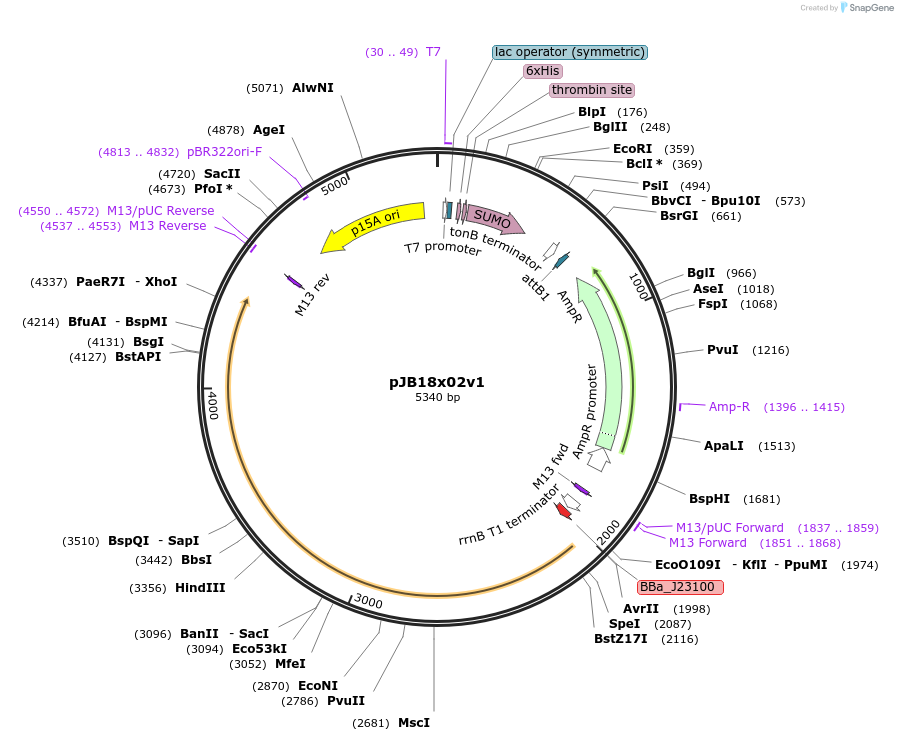 247096-plasmid-map-sequence-id-503003