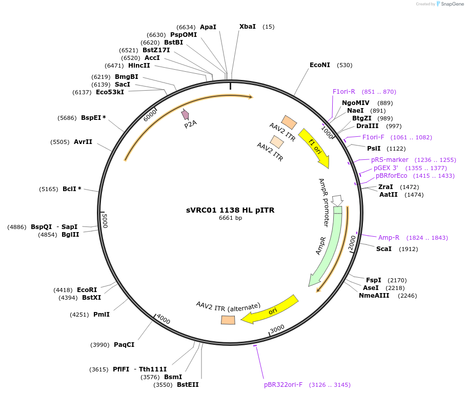 251813-plasmid-map-sequence-id-503014