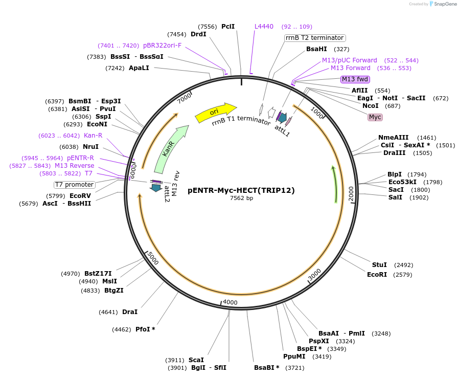 216767-plasmid-map-sequence-id-503018