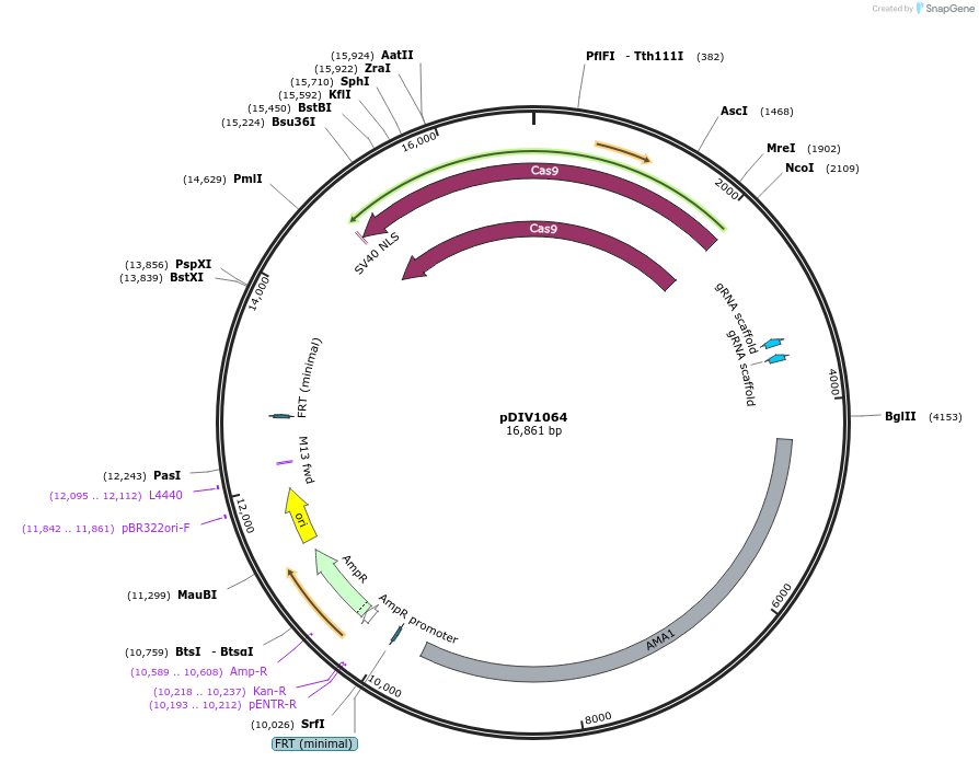 247972-plasmid-map-sequence-id-503023