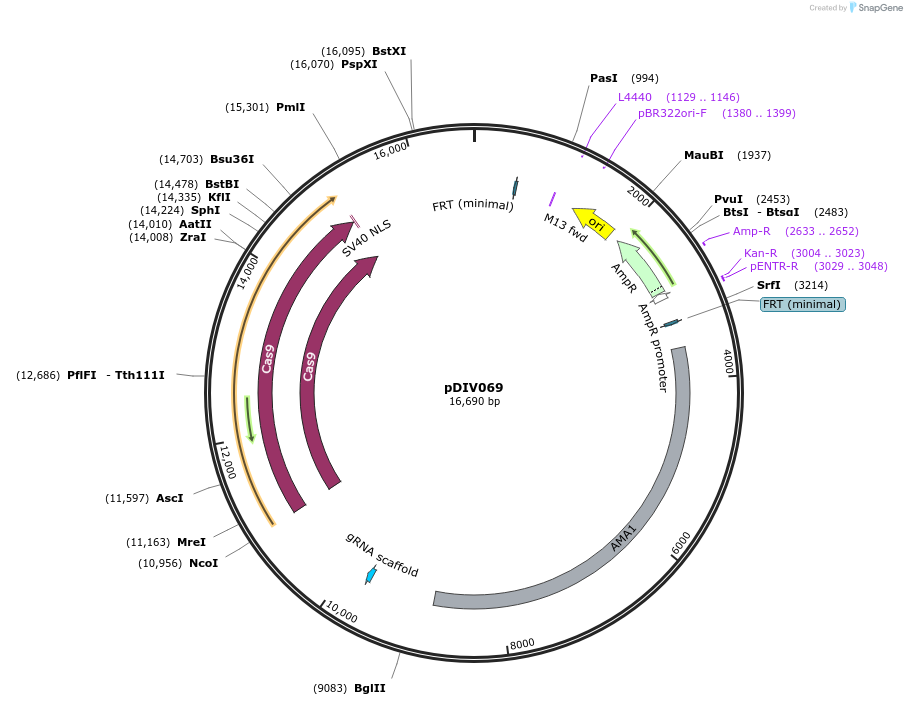 247966-plasmid-map-sequence-id-503027