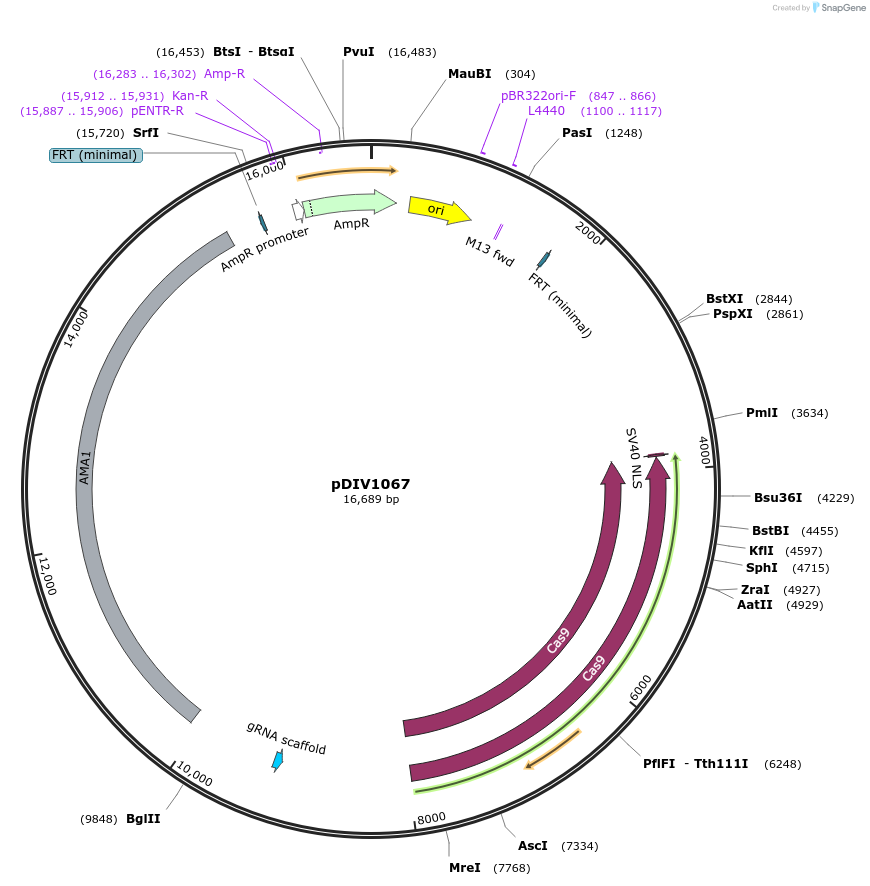 247975-plasmid-map-sequence-id-503029