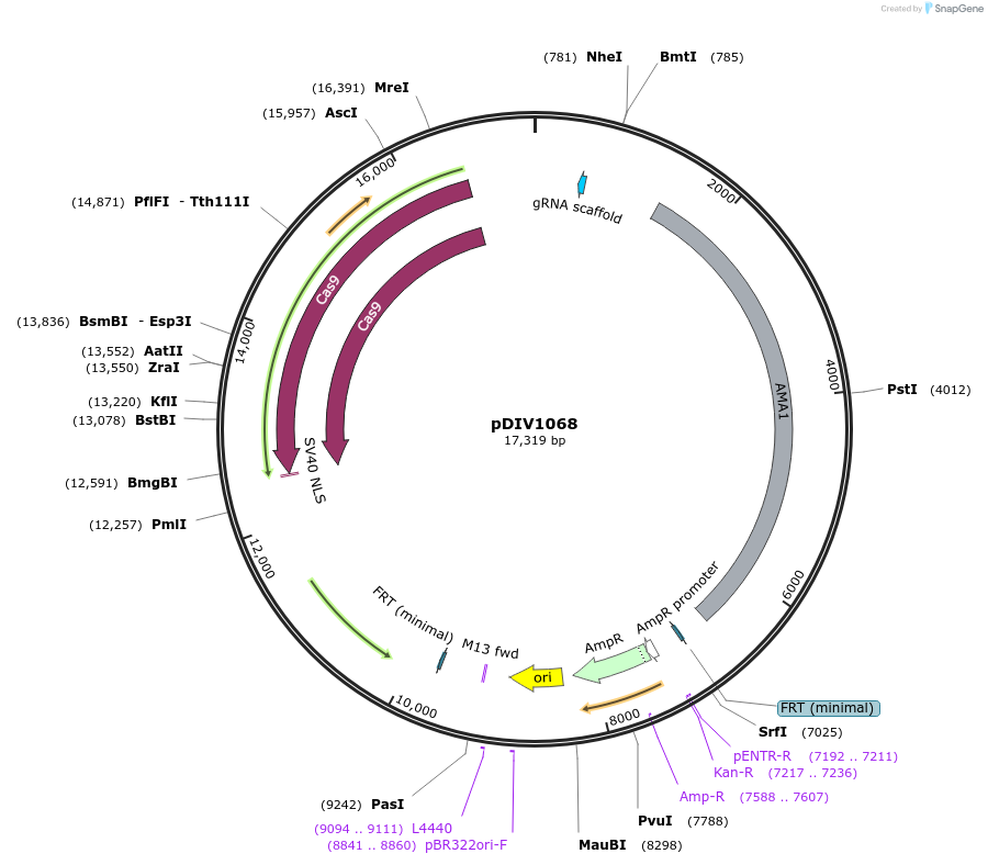 247976-plasmid-map-sequence-id-503030