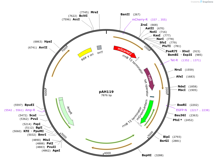 248732-plasmid-map-sequence-id-503043