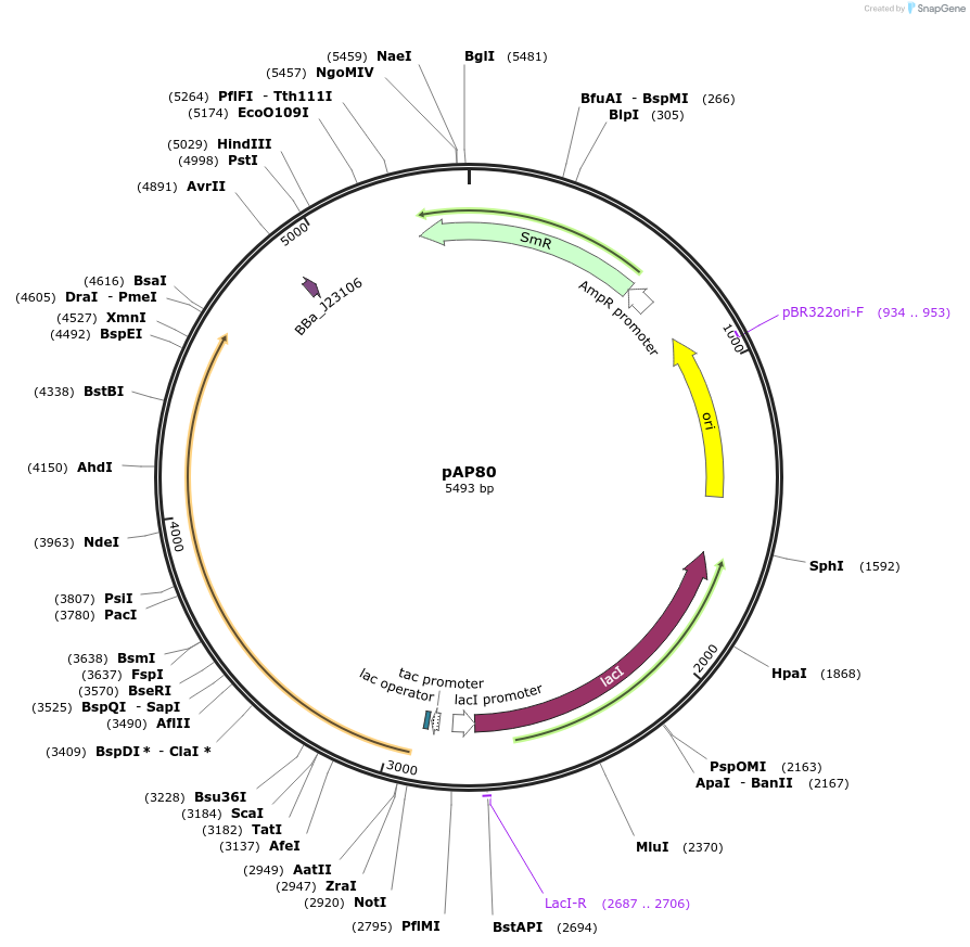247102-plasmid-map-sequence-id-503045