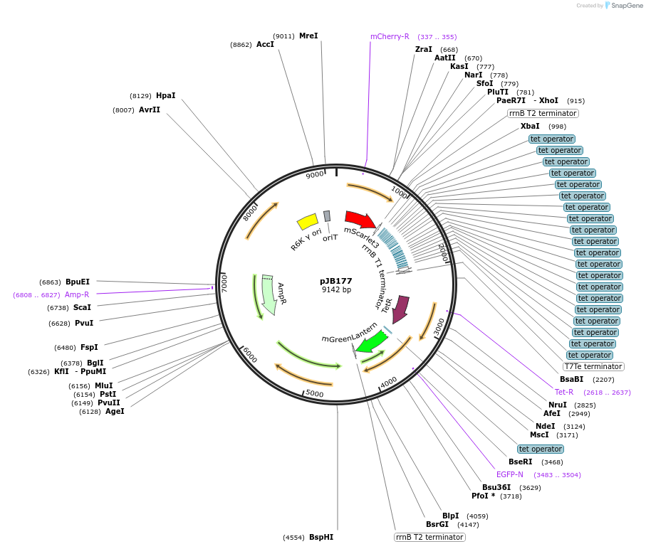248756-plasmid-map-sequence-id-503056