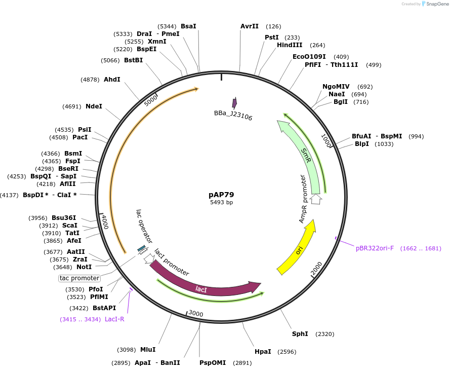 247101-plasmid-map-sequence-id-503061