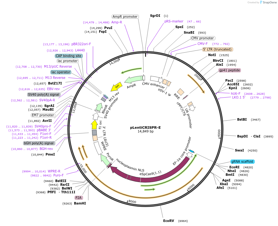 78852-plasmid-map-sequence-id-503062