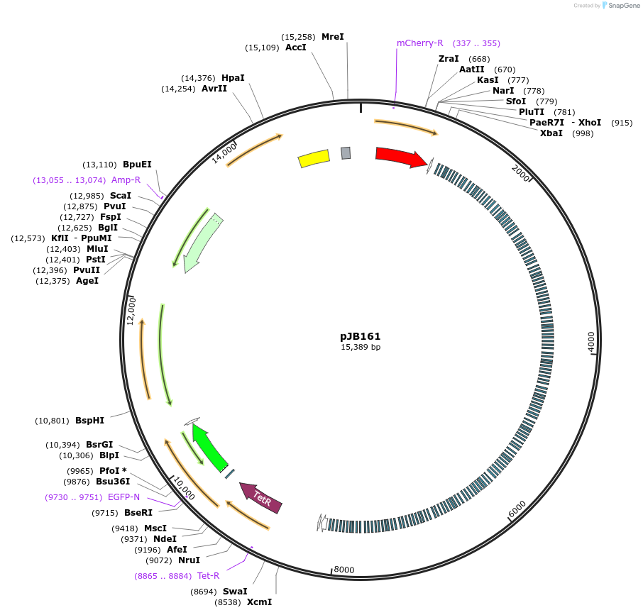 248754-plasmid-map-sequence-id-503105