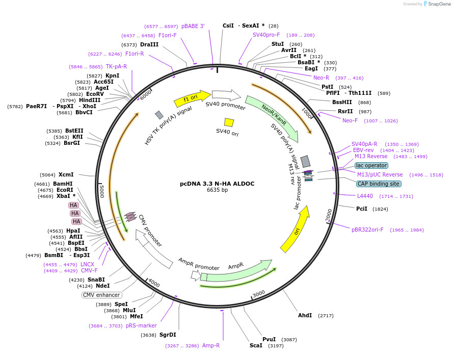 249424-plasmid-map-sequence-id-503106