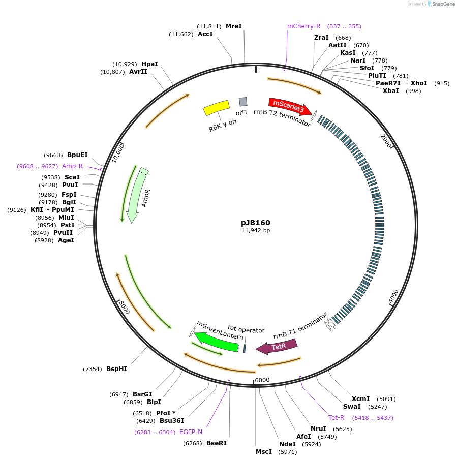 248753-plasmid-map-sequence-id-503107