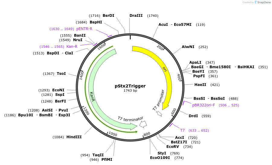 216332-plasmid-map-sequence-id-503209