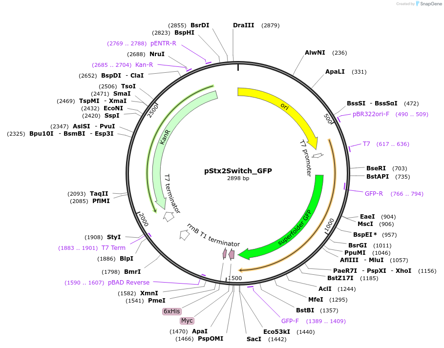 216331-plasmid-map-sequence-id-503210