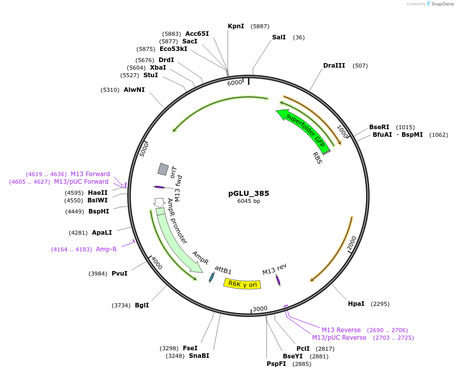 250620-plasmid-map-sequence-id-503228