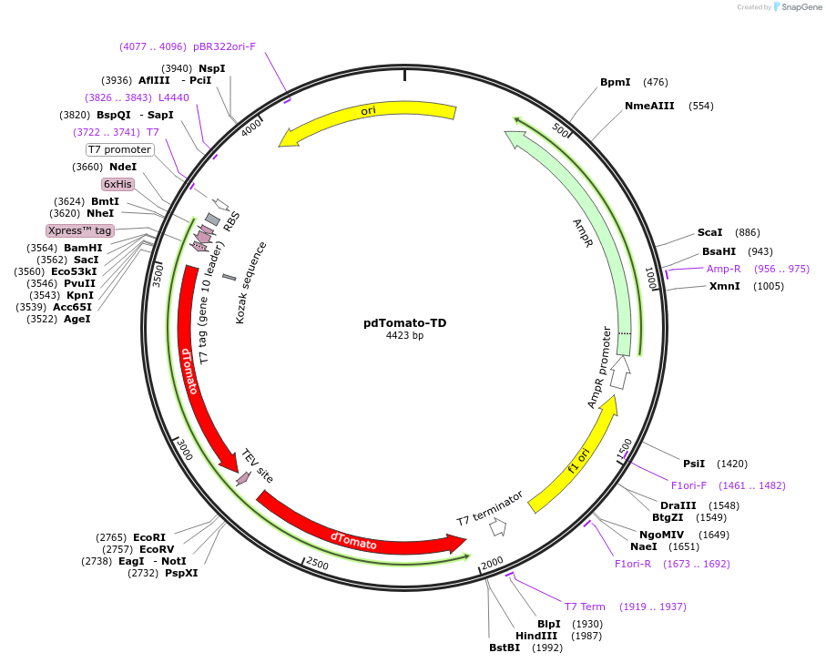 250944-plasmid-map-sequence-id-503233