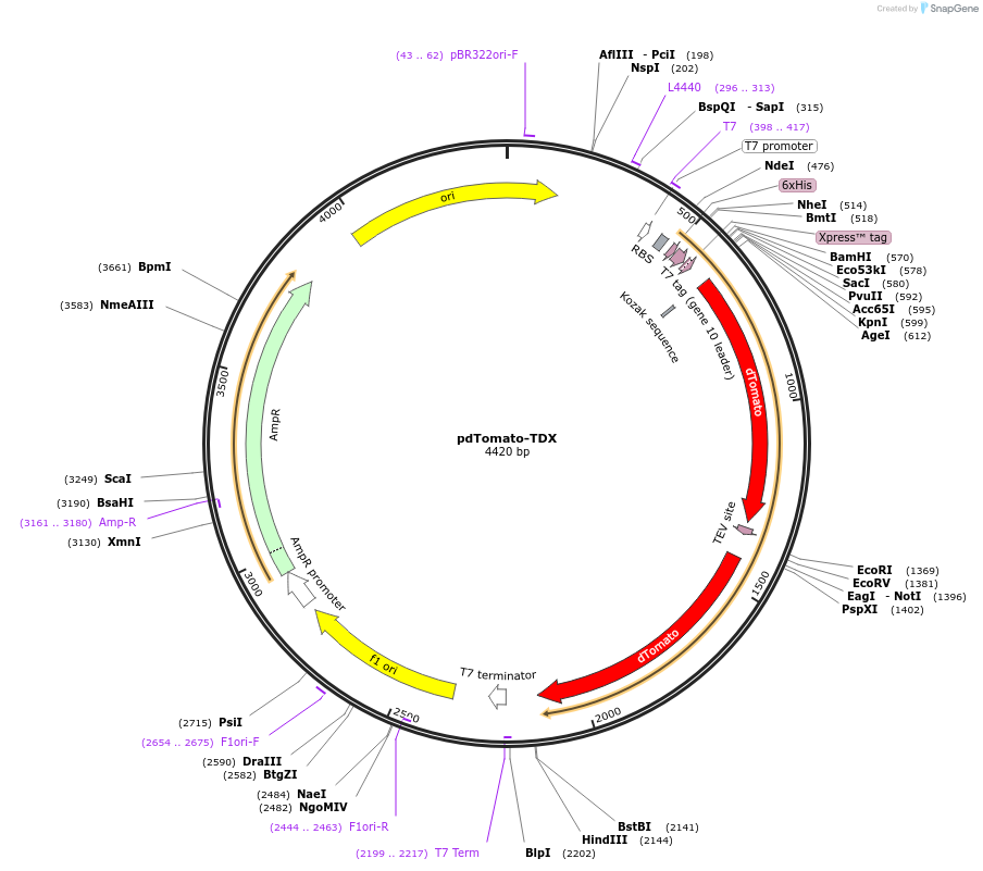 250945-plasmid-map-sequence-id-503234