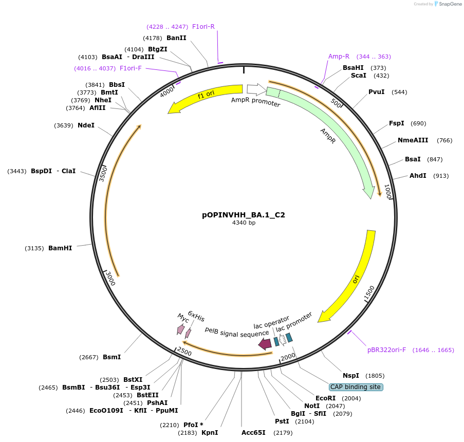 251751-plasmid-map-sequence-id-503238